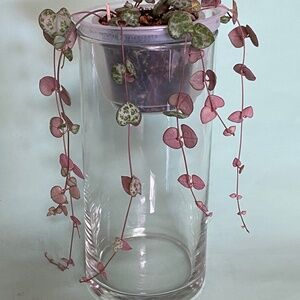String of Hearts 💕 succulent LIVE plant